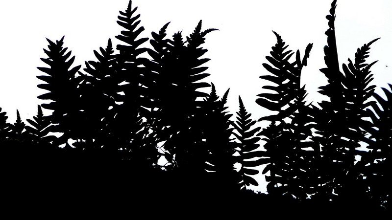 Atelier Les ombres racontent la nature sauvage