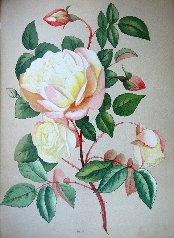 Mademoiselle Marie Van Houtte Thé
