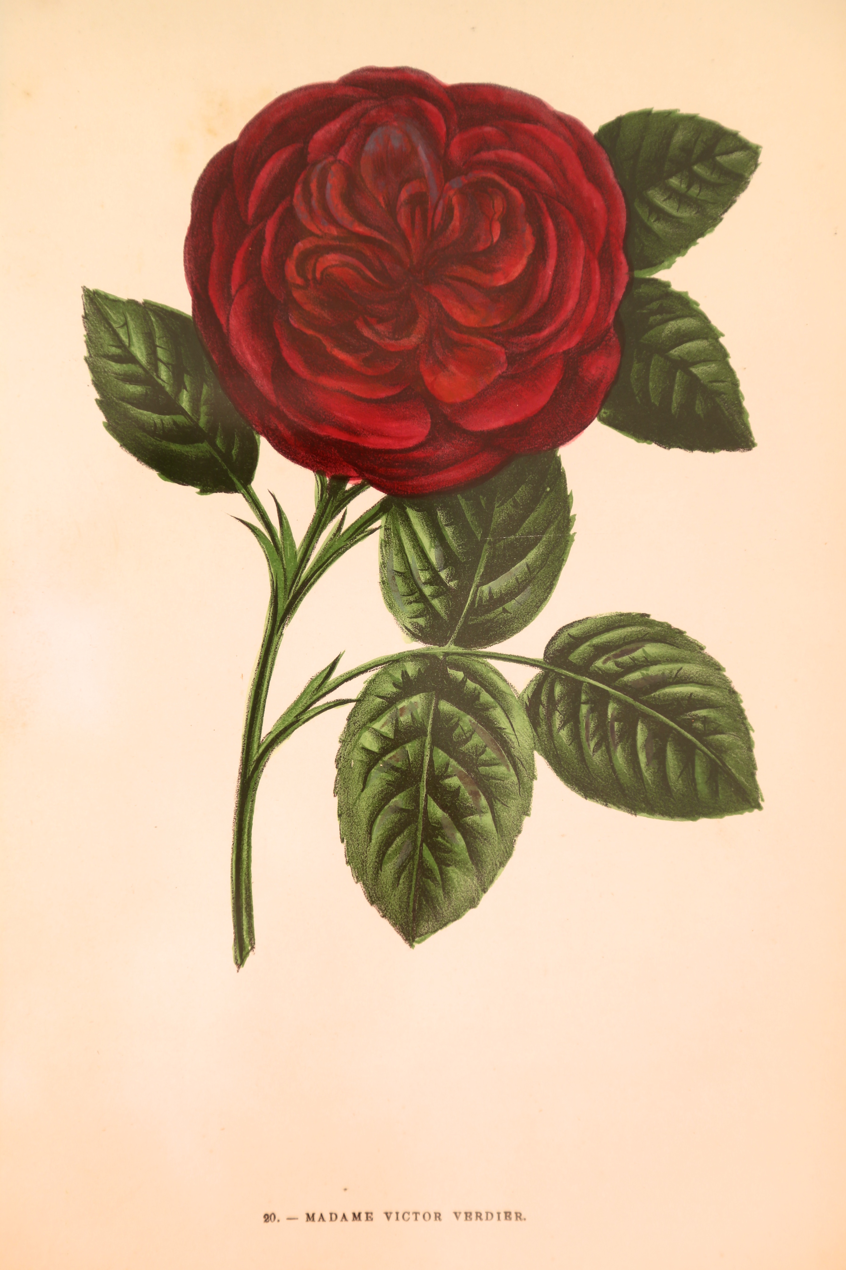 Rose Madame Victor