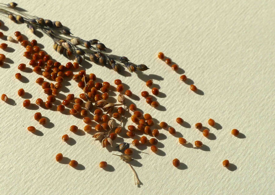 GRAMINEE ERAGROSTIS 2 Version 3